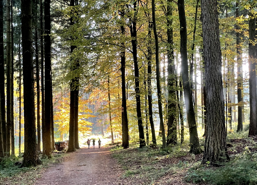 Natur und Gesundheit - Atmung verbessern und genießen rund um Heidelberg